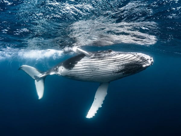 Giải mã giấc mơ thấy cá voi điềm báo lành hay dữ sắp tới?